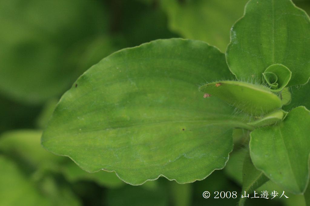 マウスホイールで拡大