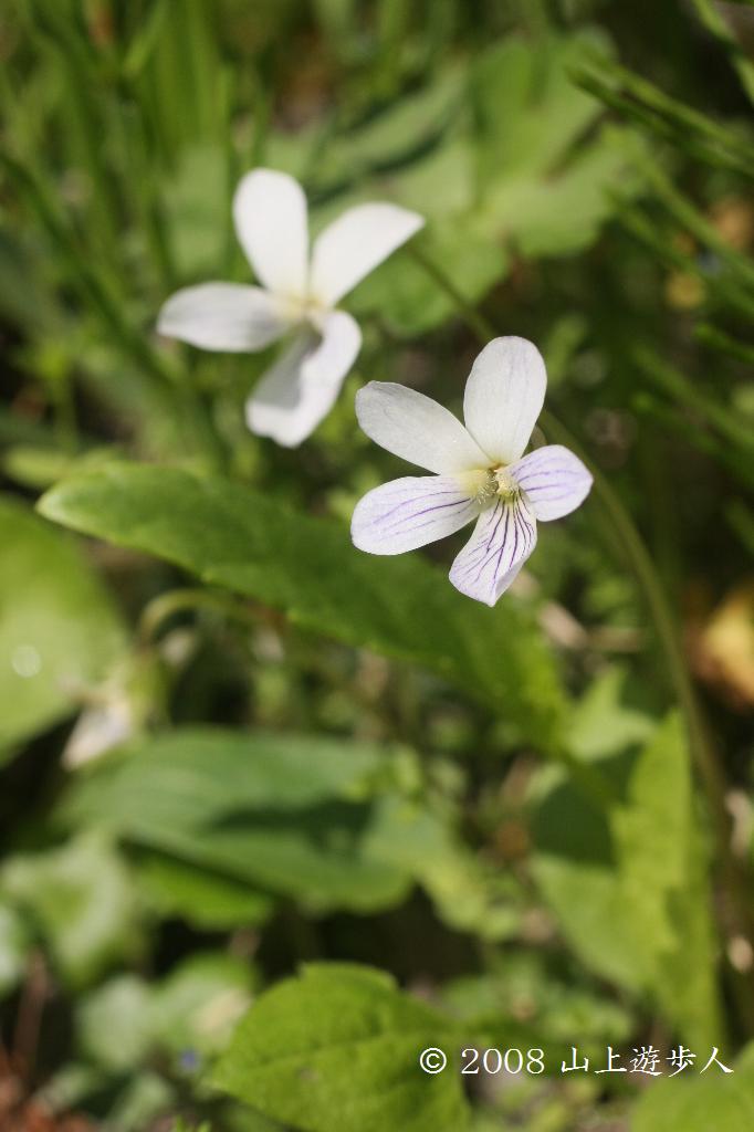 マウスホイールで拡大