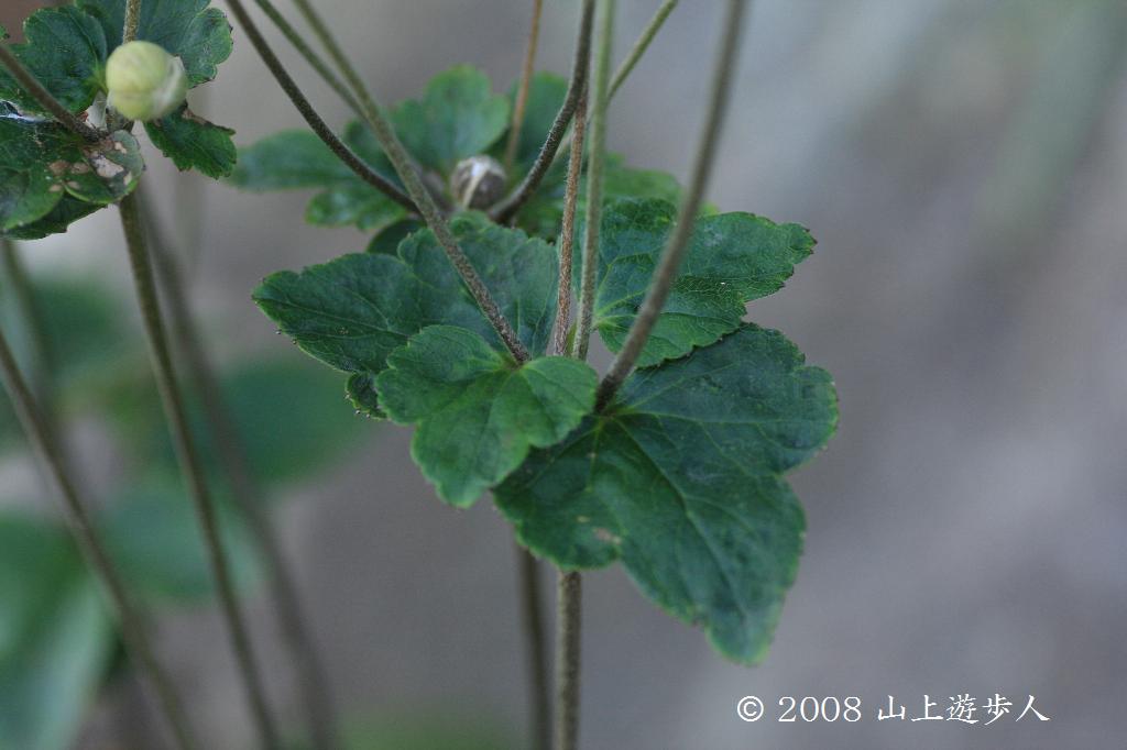 マウスホイールで拡大