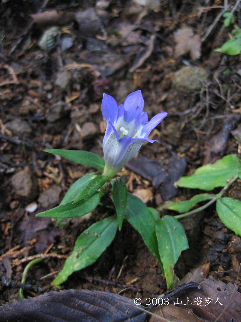 マウスホイールで拡大