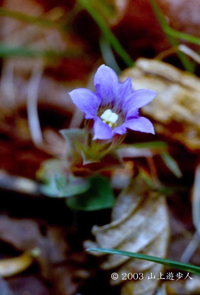 マウスホイールで拡大