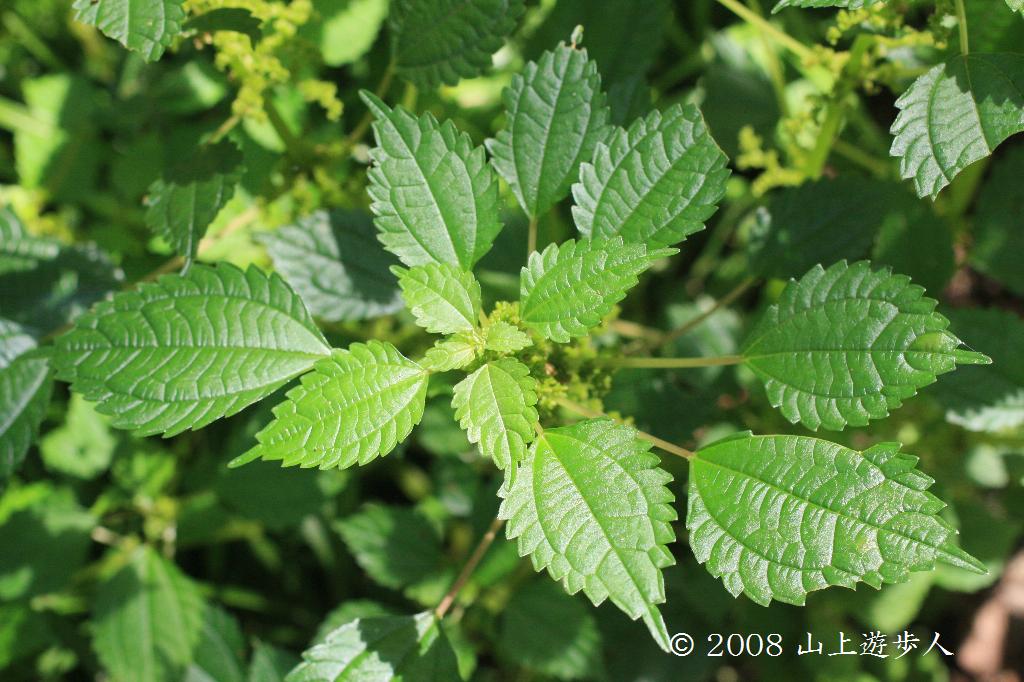 マウスホイールで拡大