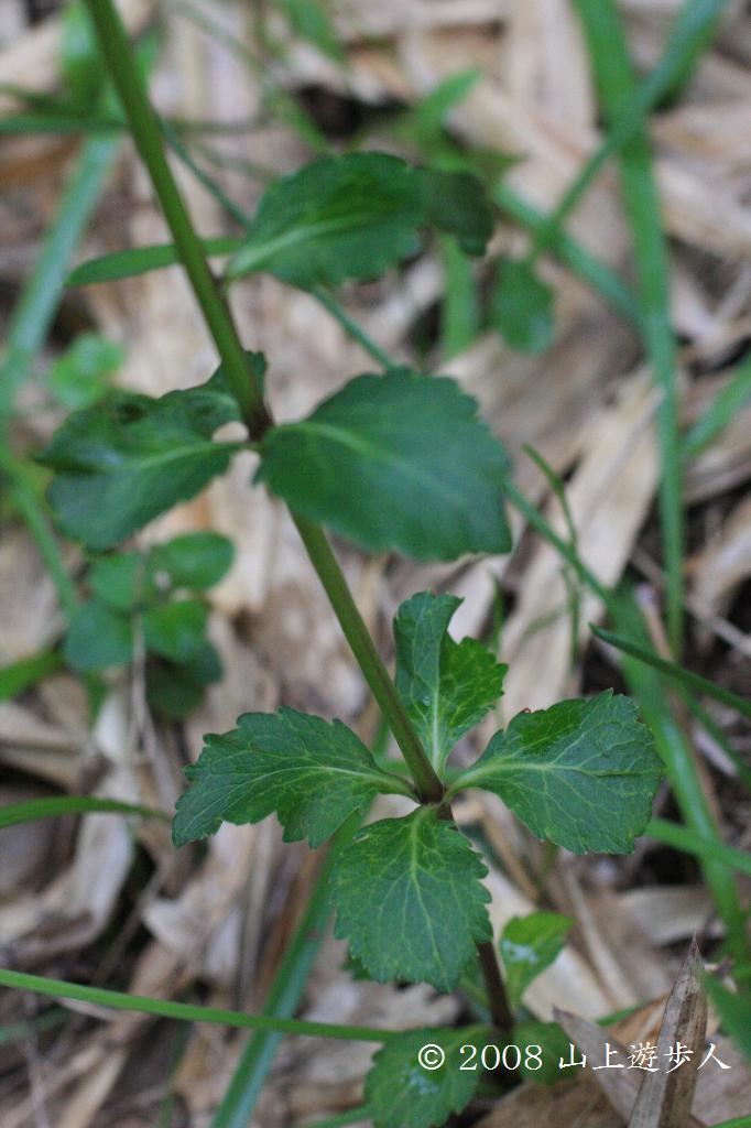 マウスホイールで拡大