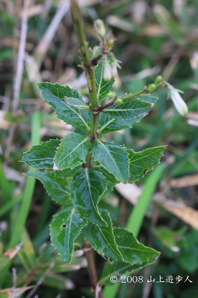 マウスホイールで拡大