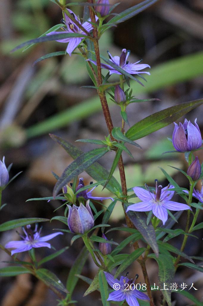 マウスホイールで拡大