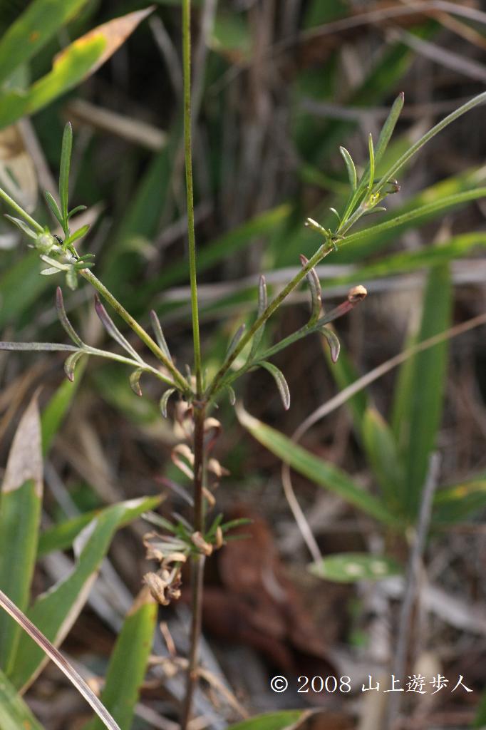 マウスホイールで拡大