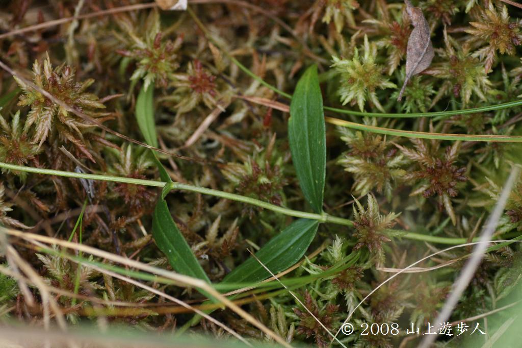 マウスホイールで拡大