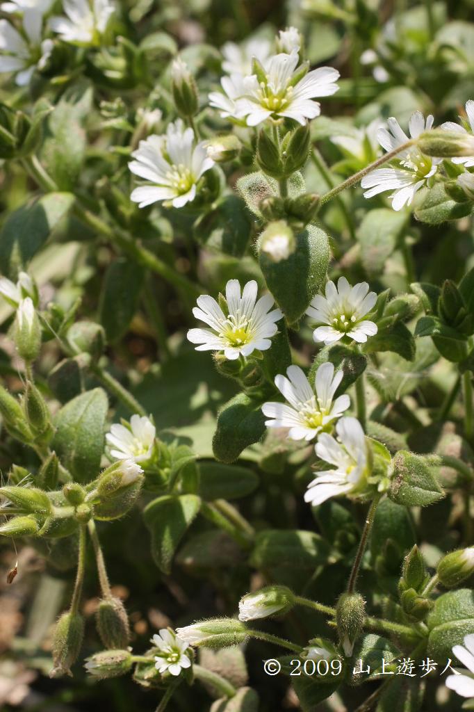 マウスホイールで拡大