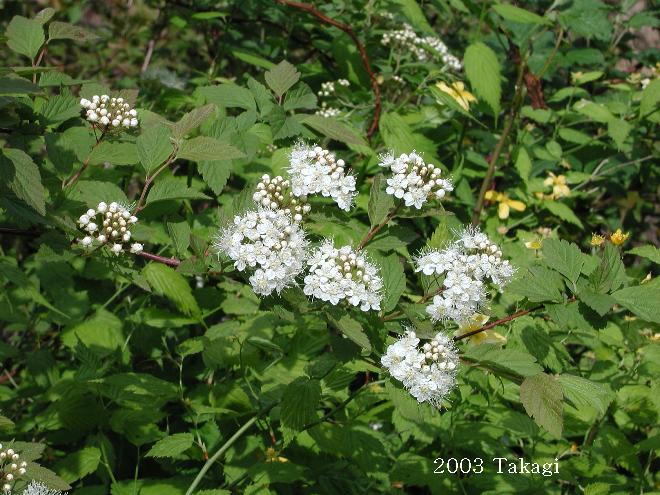 マウスホイールで拡大