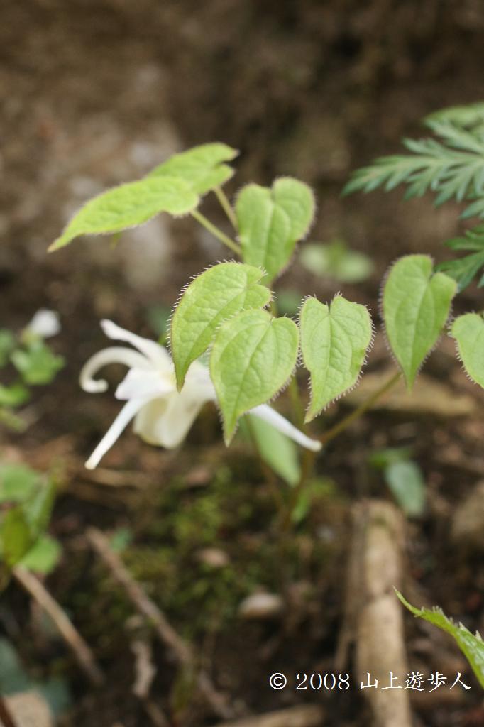 マウスホイールで拡大