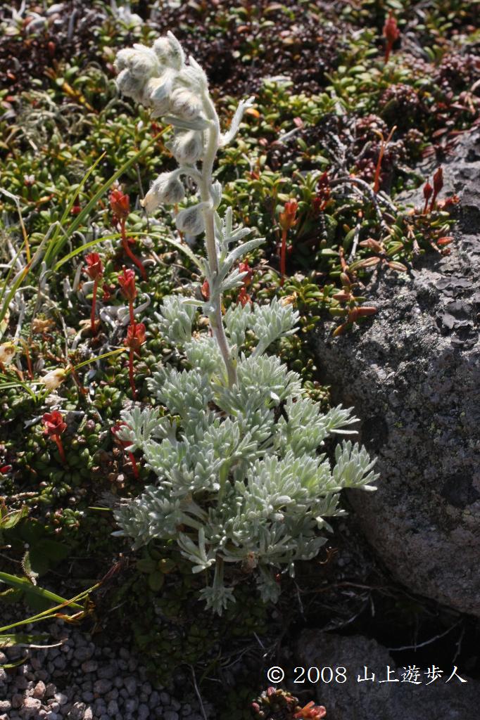 マウスホイールで拡大