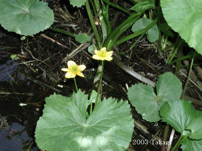 マウスホイールで拡大