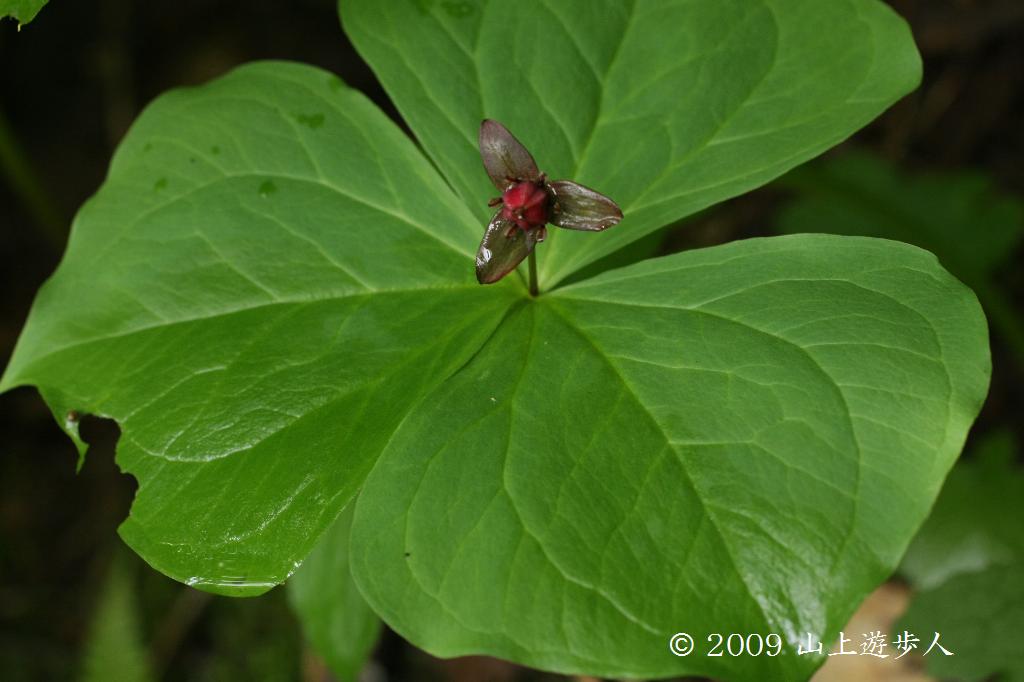 マウスホイールで拡大