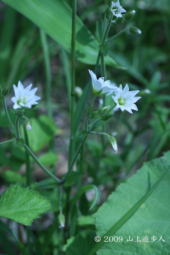 マウスホイールで拡大