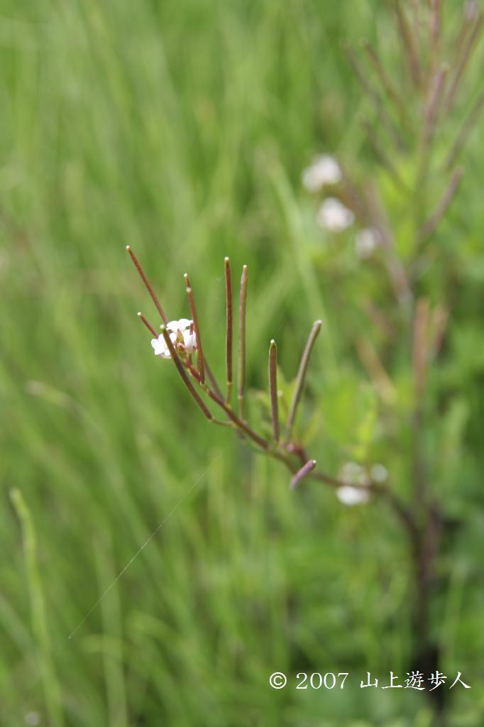 マウスホイールで拡大