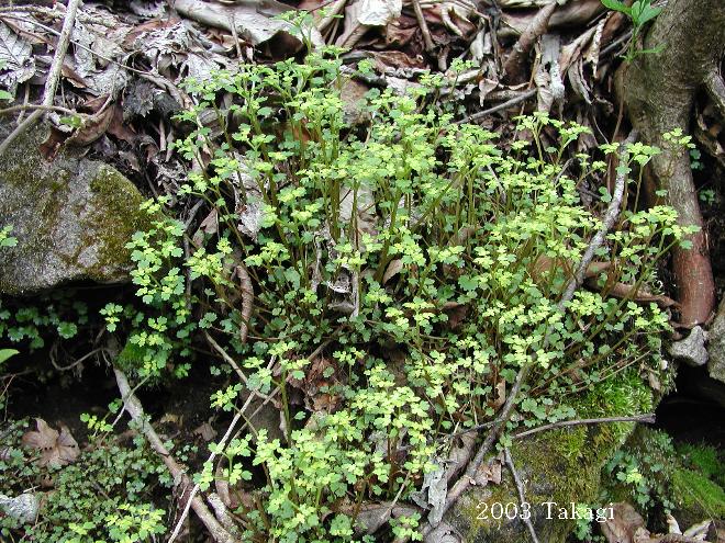 マウスホイールで拡大