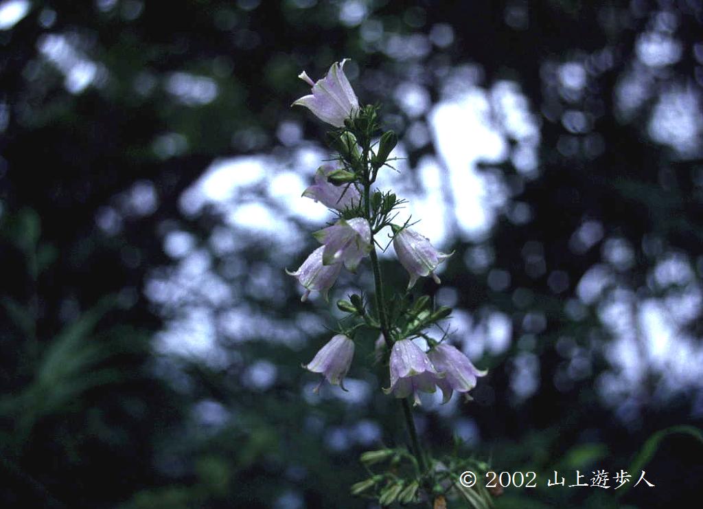 マウスホイールで拡大