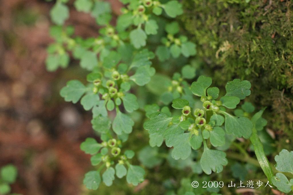 マウスホイールで拡大