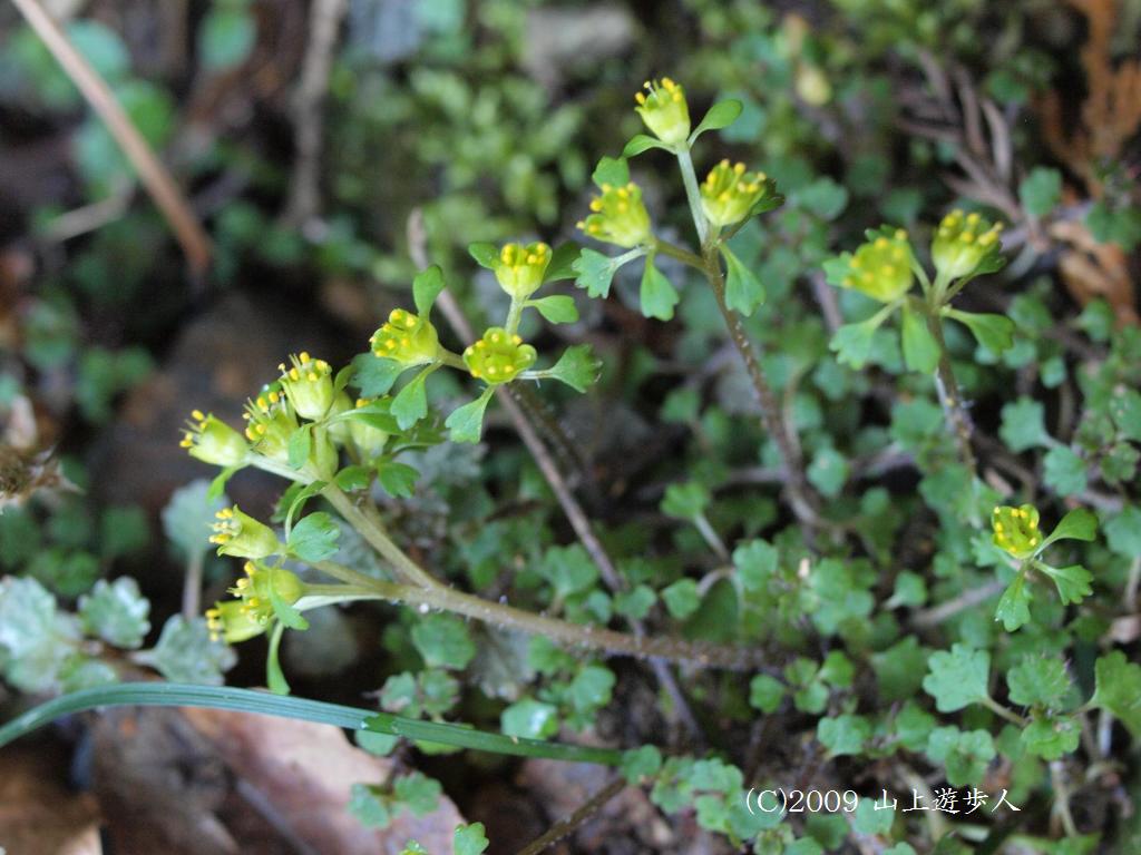 マウスホイールで拡大