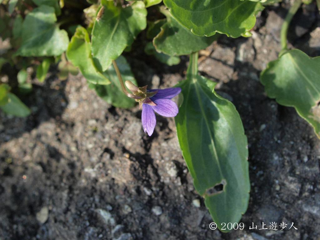 マウスホイールで拡大