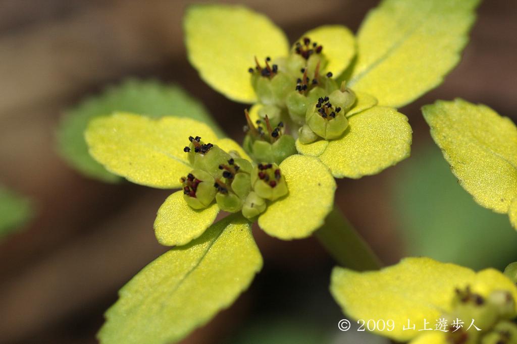 マウスホイールで拡大