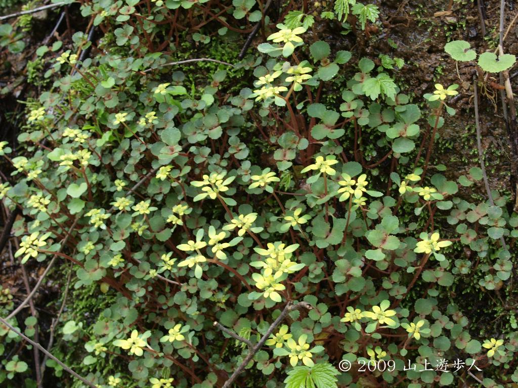 マウスホイールで拡大