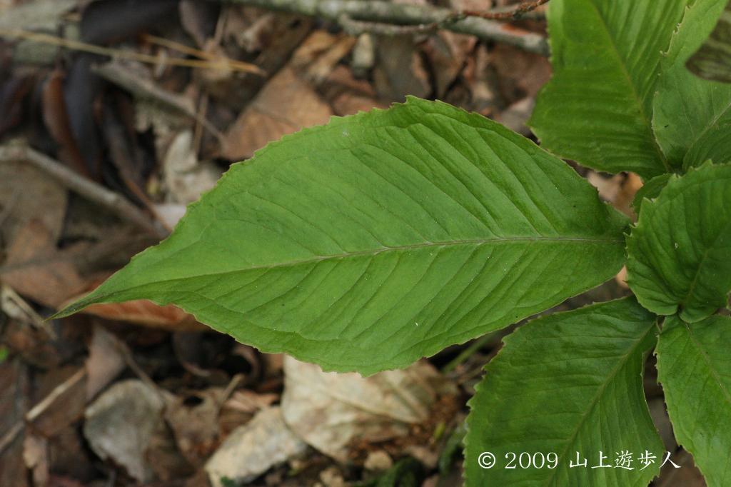 マウスホイールで拡大