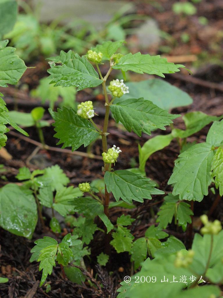 マウスホイールで拡大