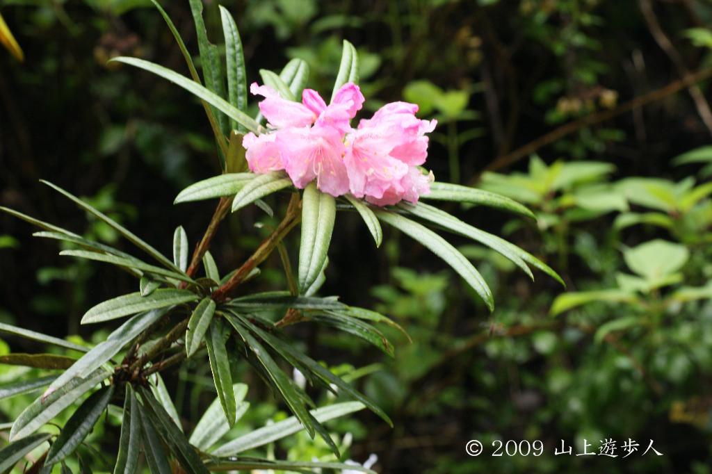 マウスホイールで拡大