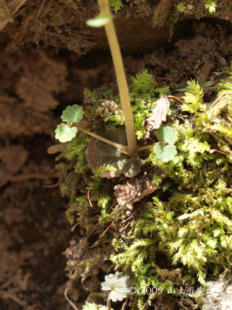 マウスホイールで拡大