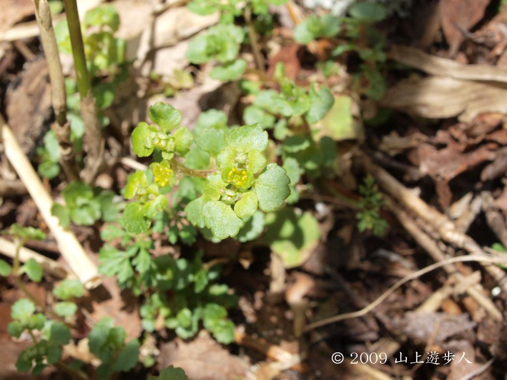 マウスホイールで拡大