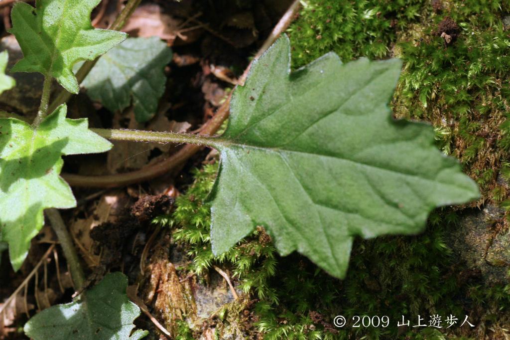 マウスホイールで拡大