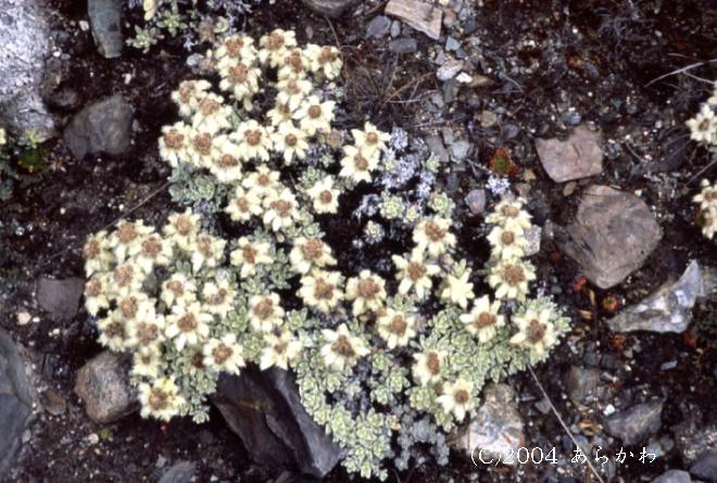 マウスホイールで拡大