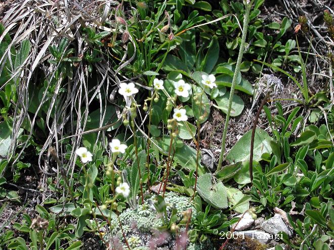 マウスホイールで拡大