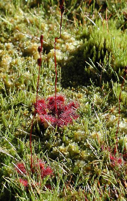 マウスホイールで拡大