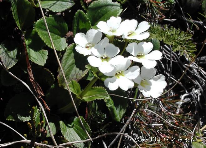 マウスホイールで拡大