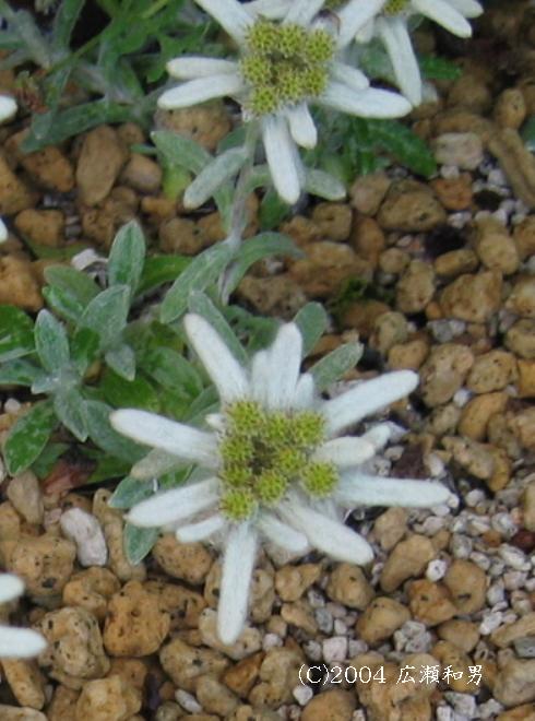 マウスホイールで拡大