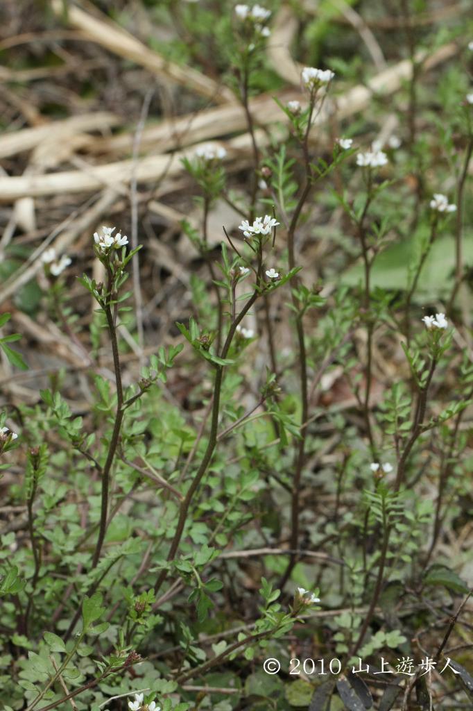 マウスホイールで拡大