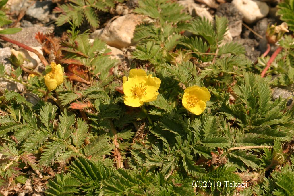 マウスホイールで拡大