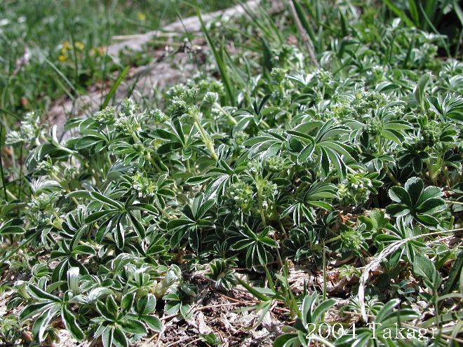 マウスホイールで拡大