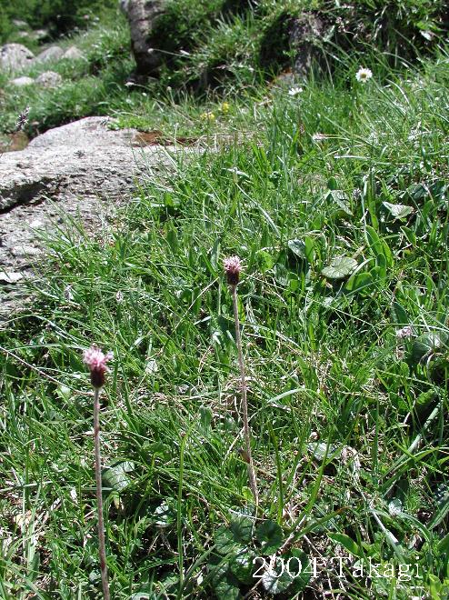 マウスホイールで拡大