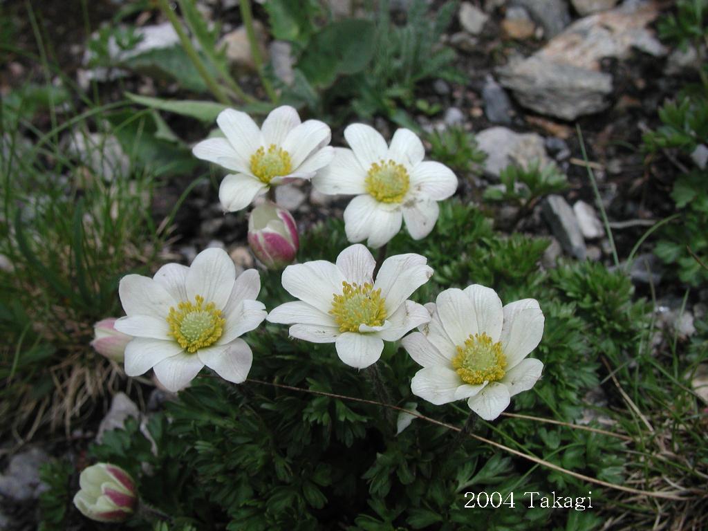 マウスホイールで拡大