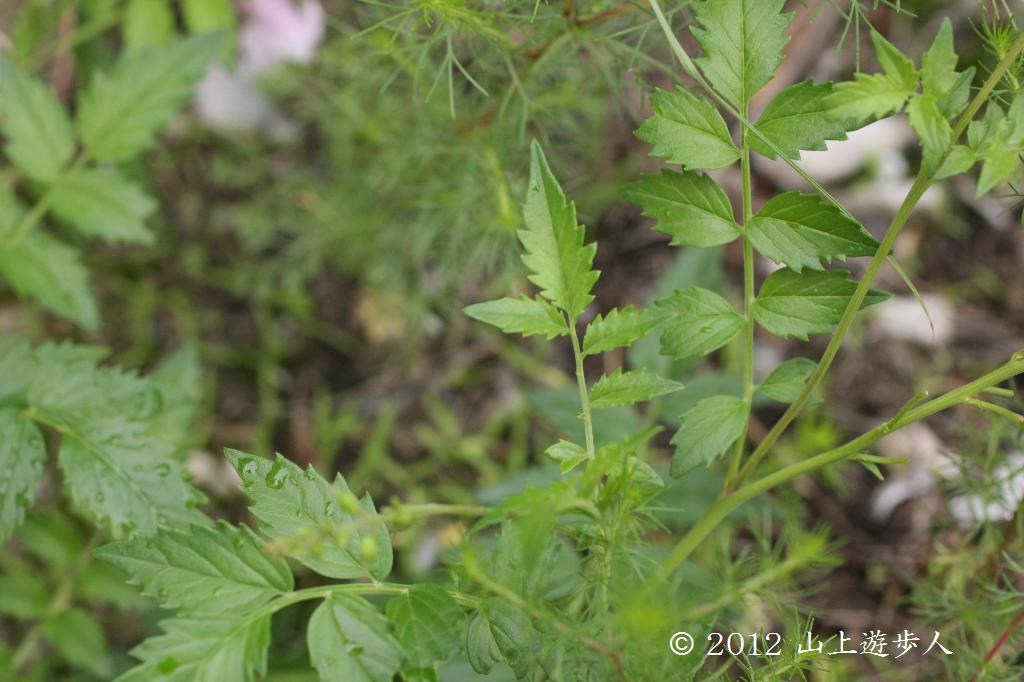 マウスホイールで拡大