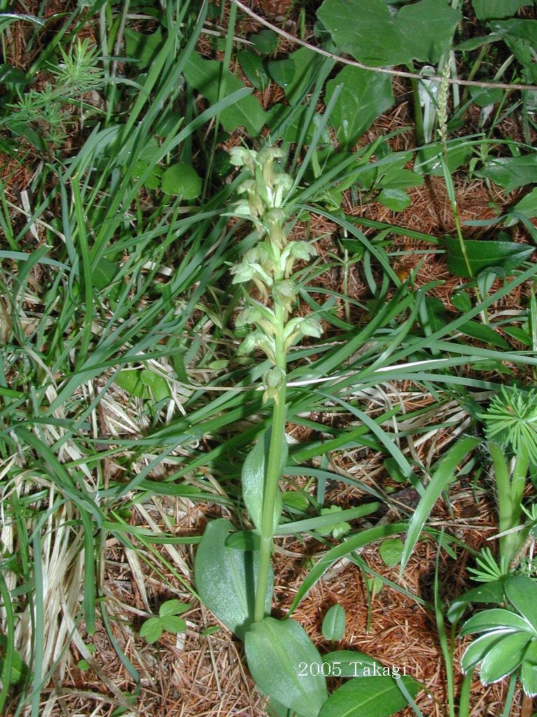 マウスホイールで拡大