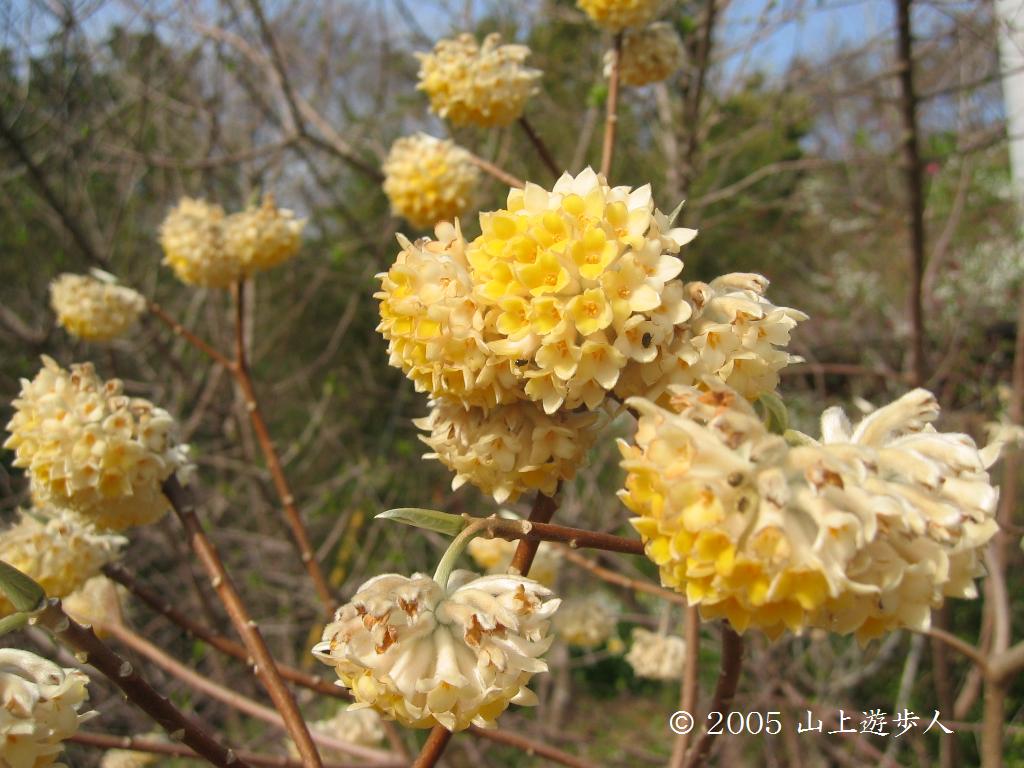 マウスホイールで拡大