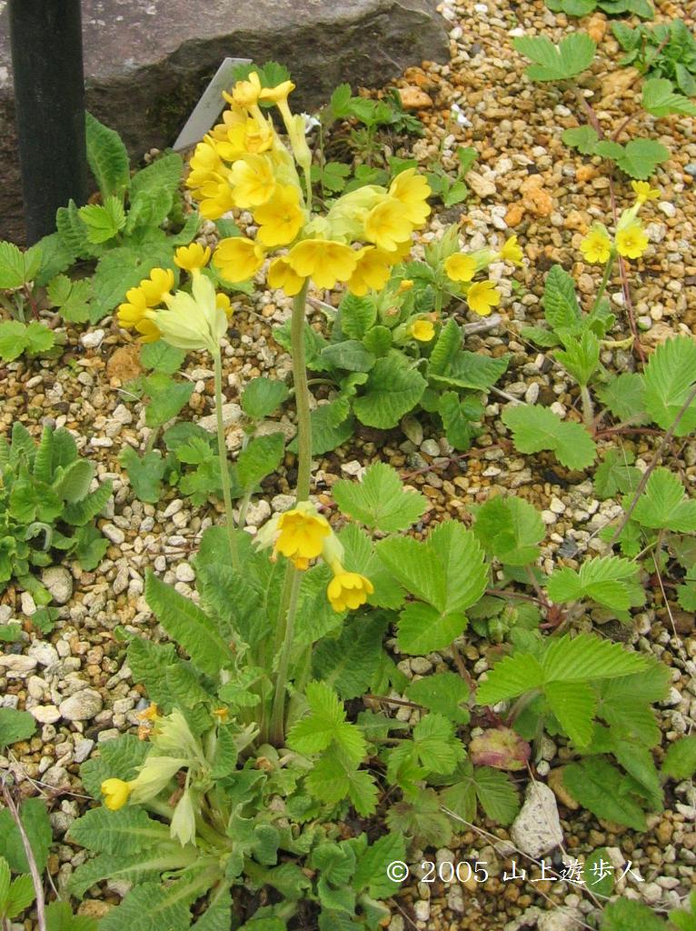 マウスホイールで拡大