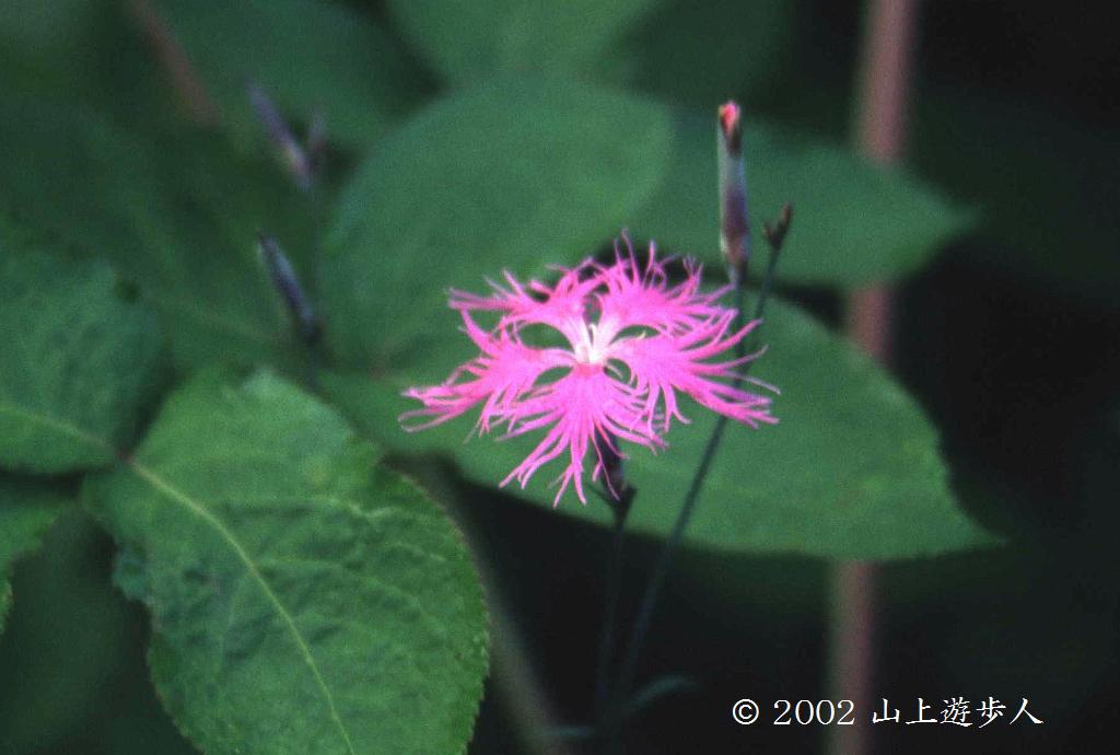 マウスホイールで拡大