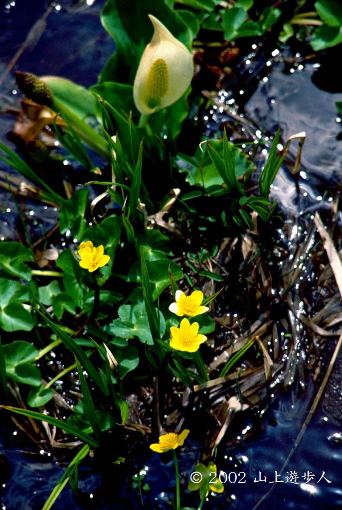 マウスホイールで拡大