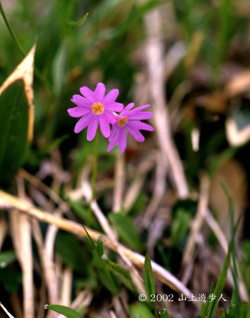 マウスホイールで拡大