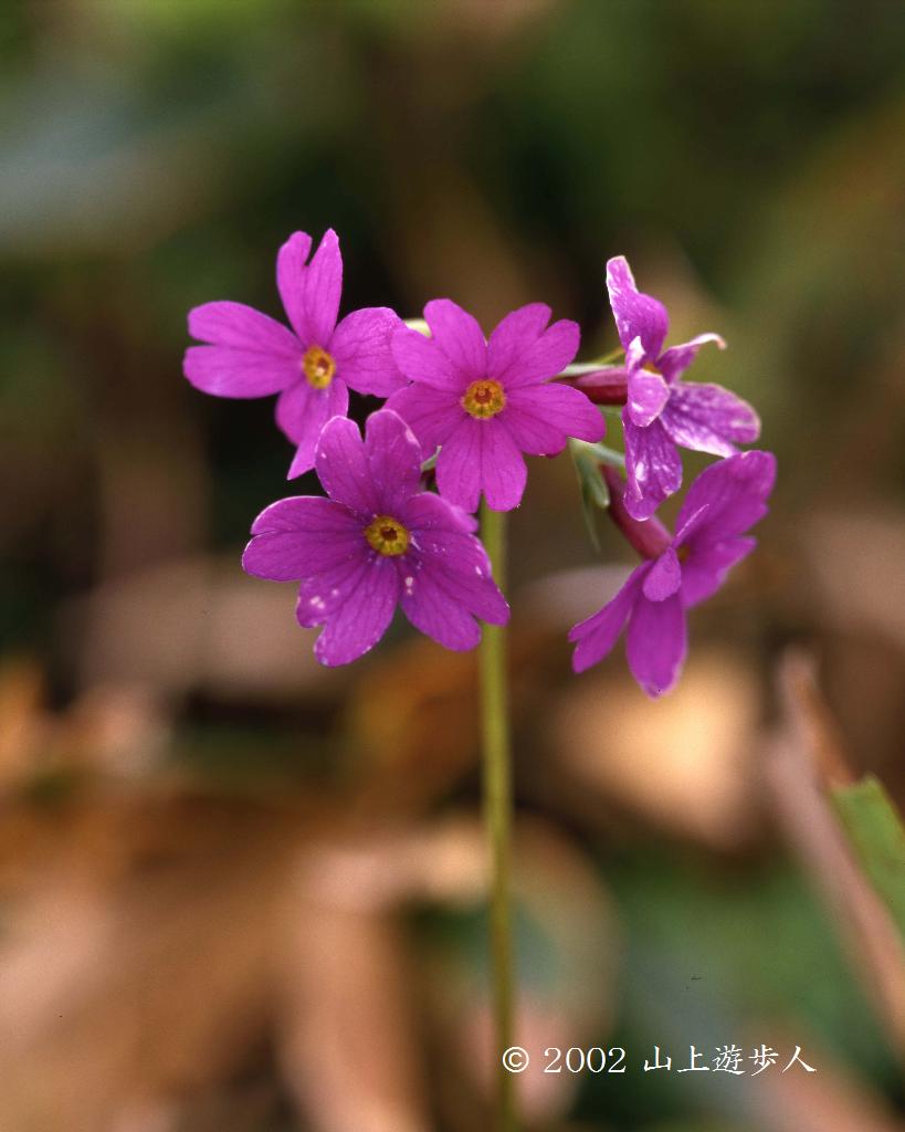 マウスホイールで拡大